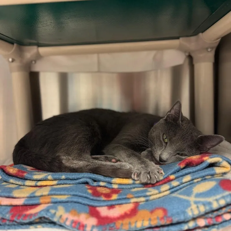 Riesling thumbnail 6