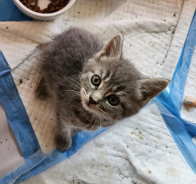 A baby small-sized female Tabby (Gray / Blue / Silver) Manx cat named "pebbles" for adoption in North East, MD