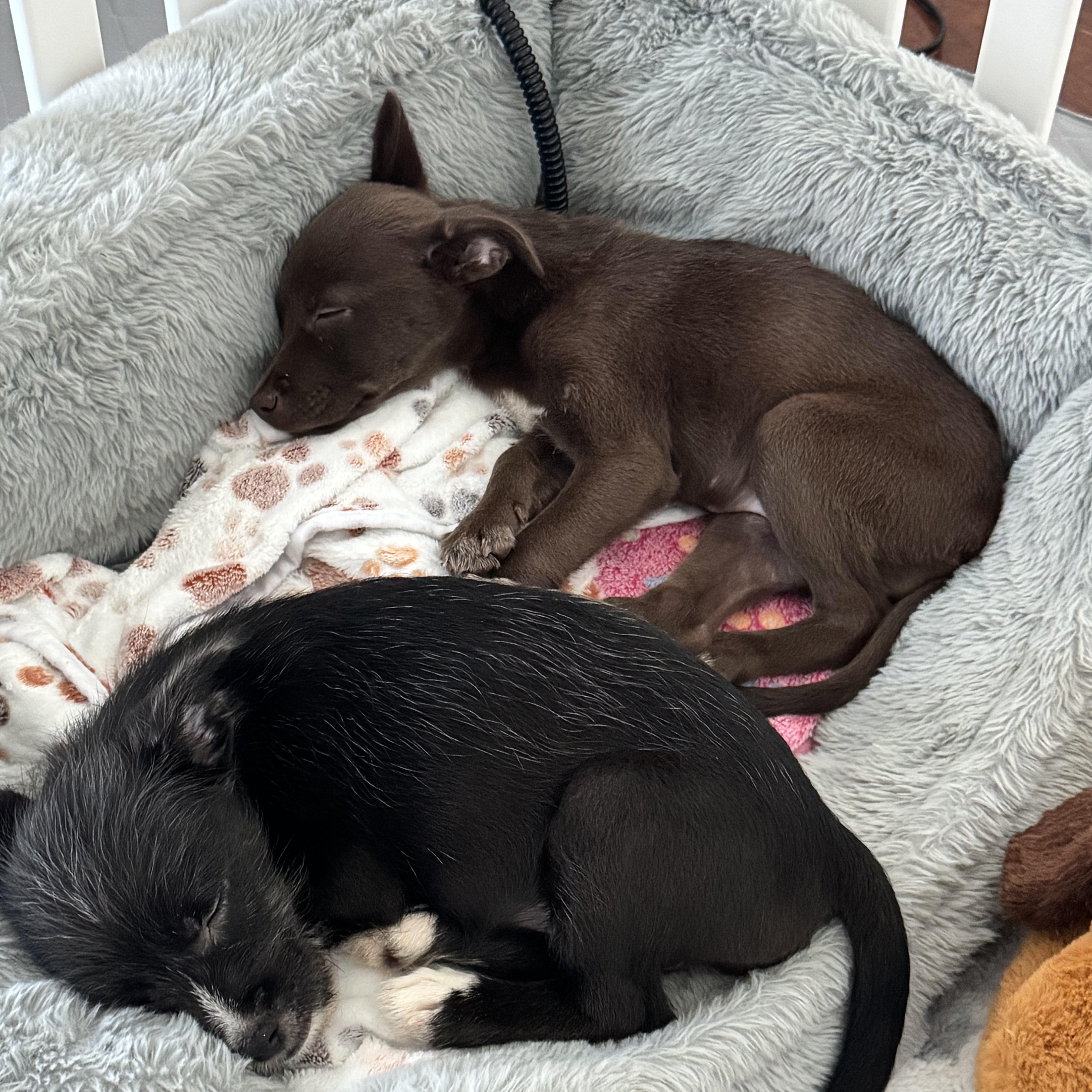 A baby small-sized female Terrier dog named Isla for adoption in Gainesville, VA