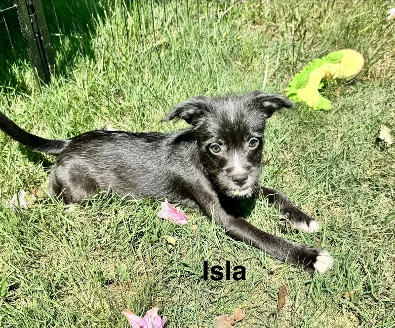 Isla thumbnail 3