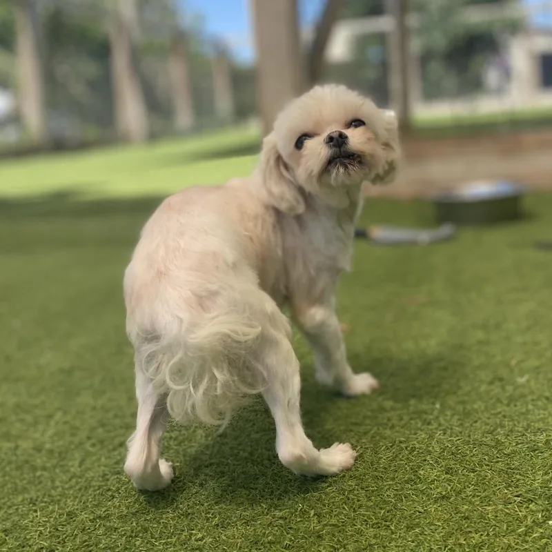 An adult medium-sized female White / Cream Maltese dog named Snowball for adoption in LOXAHATCHEE, FL