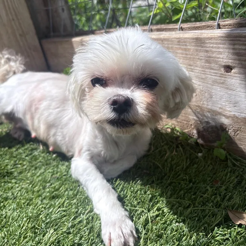 Snowball thumbnail 2