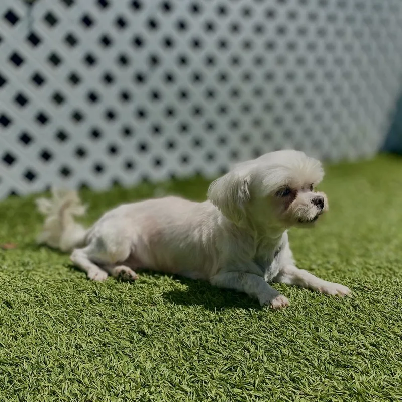 Snowball thumbnail 3