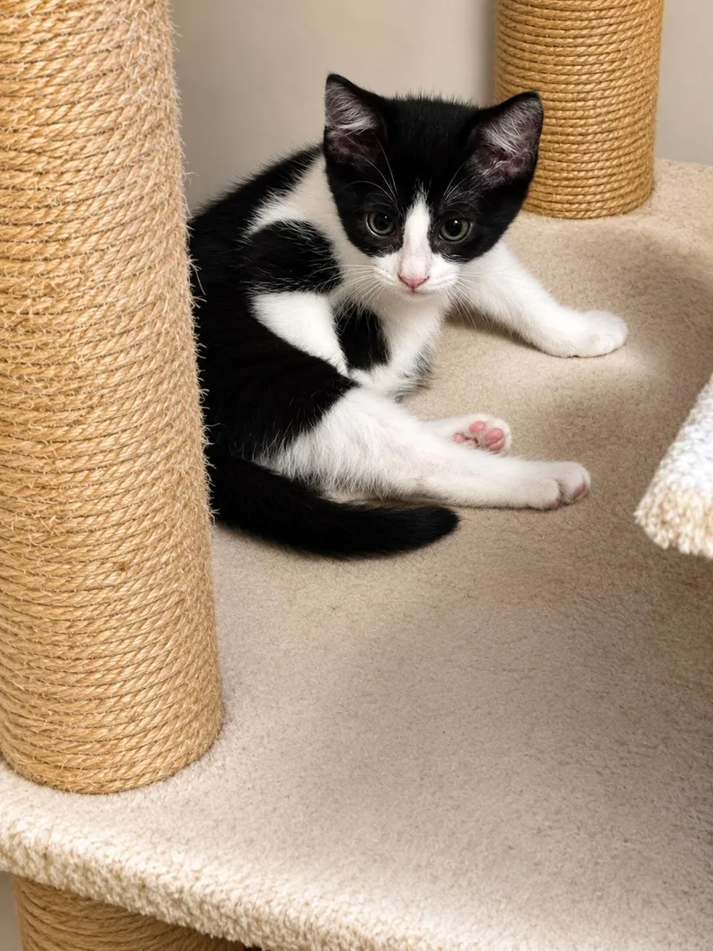 A baby small-sized female Domestic Short Hair cat named Tammy for adoption in Rio Linda, CA
