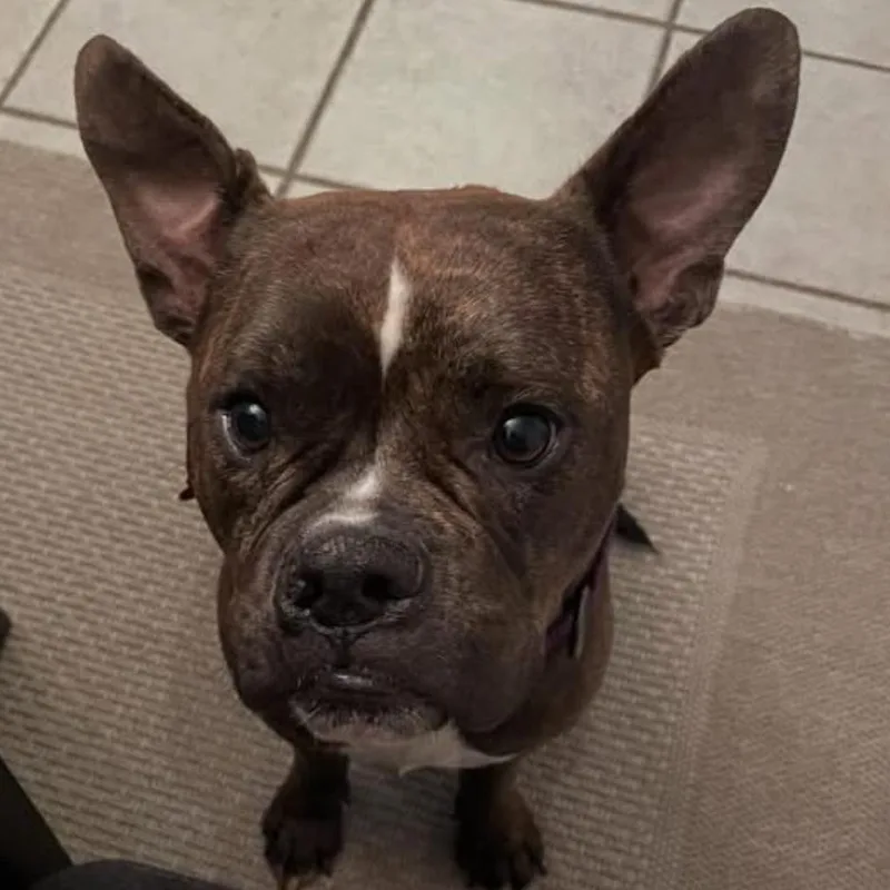 A young medium-sized female Brindle Bulldog dog named Maiya Cuddler of the for adoption in Houston, TX