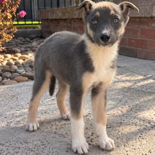A baby small-sized male Yellow / Tan / Blond / Fawn Mixed Breed dog named Freddie for adoption in Lathrop, CA