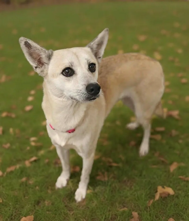 Darla thumbnail 2