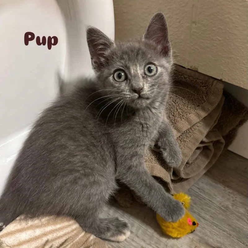 A baby small-sized female Gray / Blue / Silver Domestic Short Hair cat named Pup for adoption in Orlando, FL