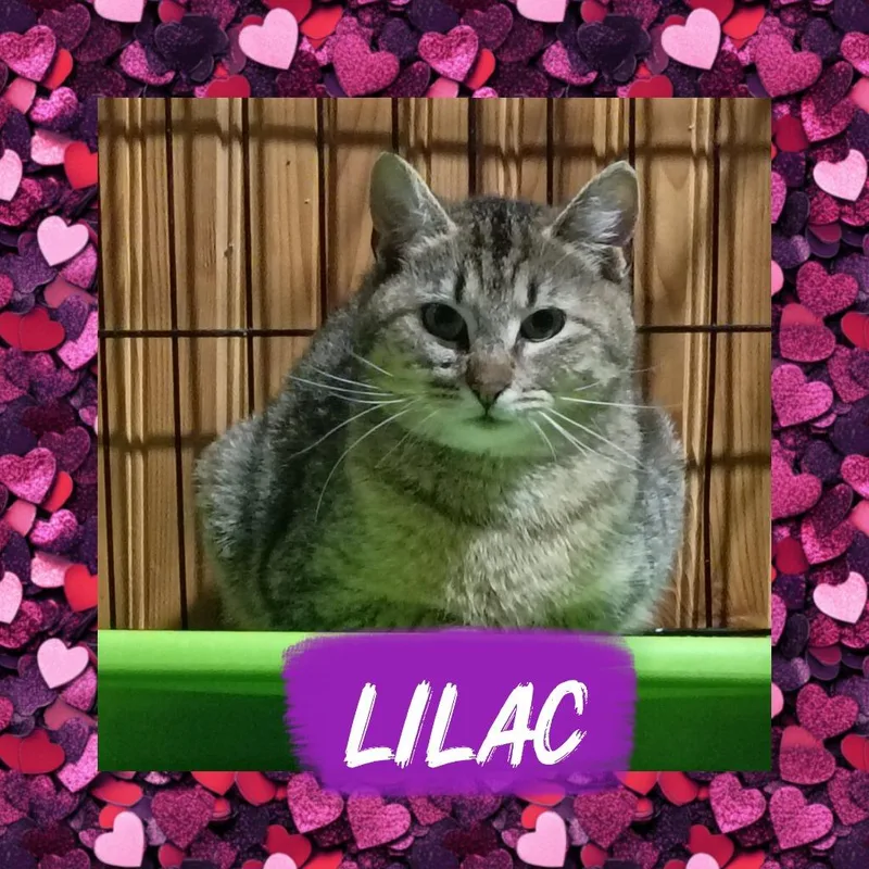 A young small-sized female Domestic Short Hair cat named Lilac for adoption in LIberty, NY