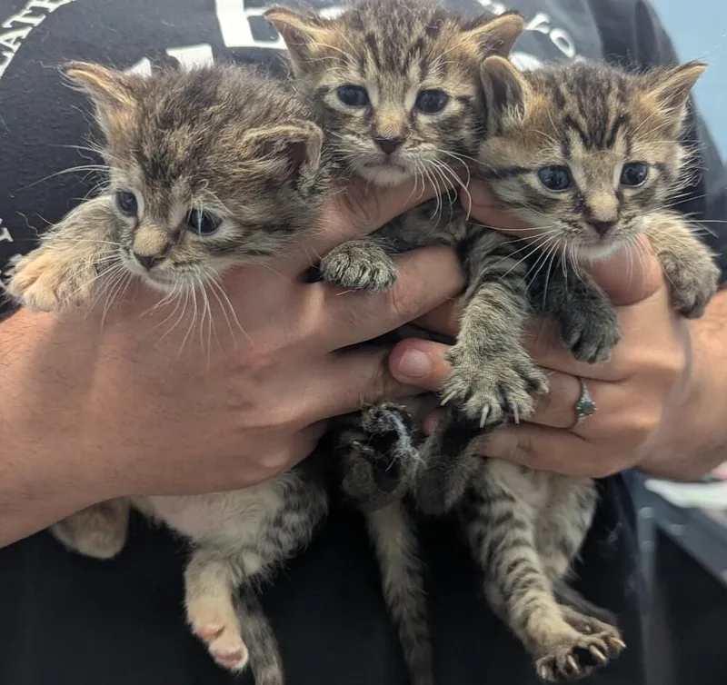 A baby small-sized male Tabby (Brown / Chocolate) Domestic Short Hair cat named Chonk for adoption in Evansville, IN