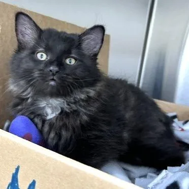 A baby small-sized male Black Domestic Short Hair cat named Oliver for adoption in Novelty, OH