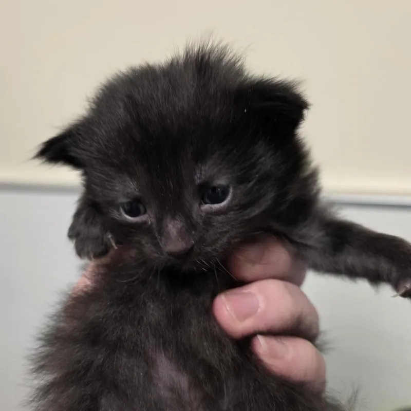 Oliver thumbnail 3