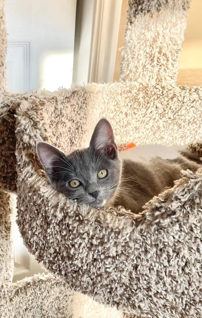 An adult medium-sized female Domestic Short Hair cat named Ruby for adoption in Salt Lake City, UT