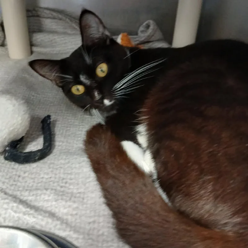 A young medium-sized female Black Domestic Short Hair cat named Blossom for adoption in Morrisville, VT