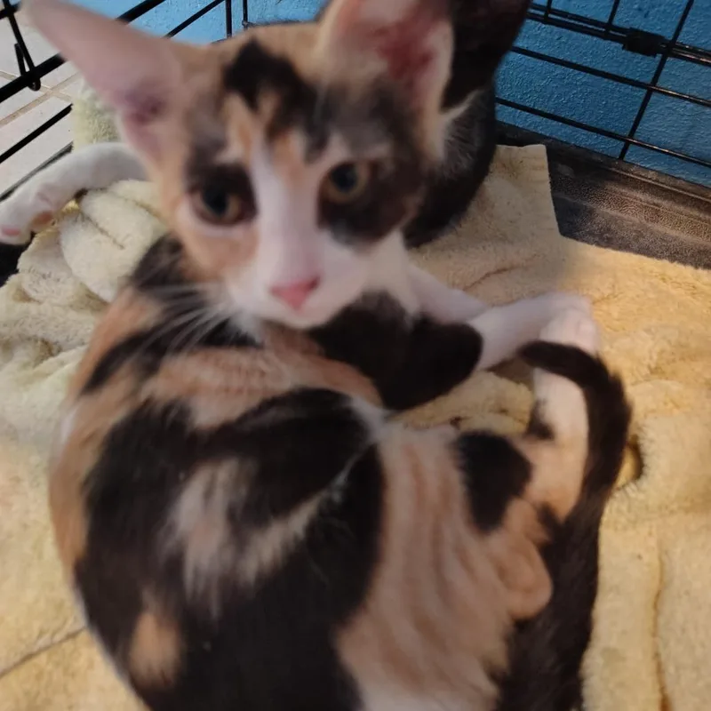 A baby small-sized male Domestic Short Hair cat named Foxxy Cleopatra for adoption in Cumming, GA