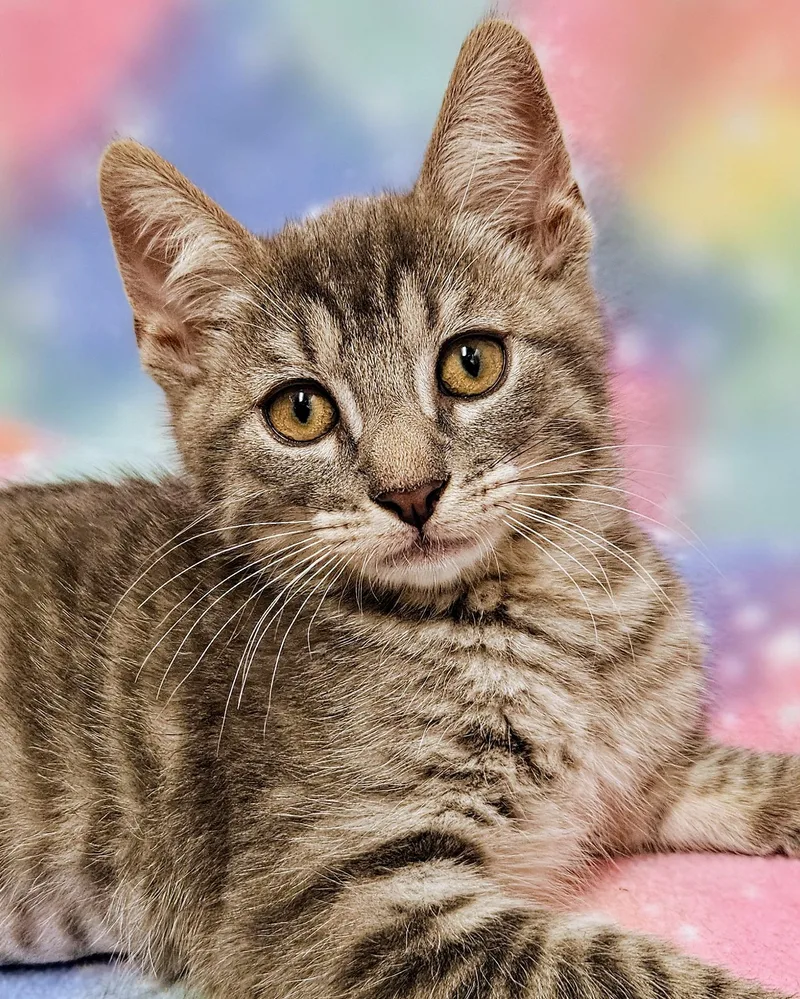 Sweetie  Rancho Cucamonga thumbnail 2