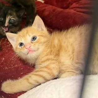 A baby small-sized female Domestic Short Hair cat named Audra for adoption in Cumming, GA