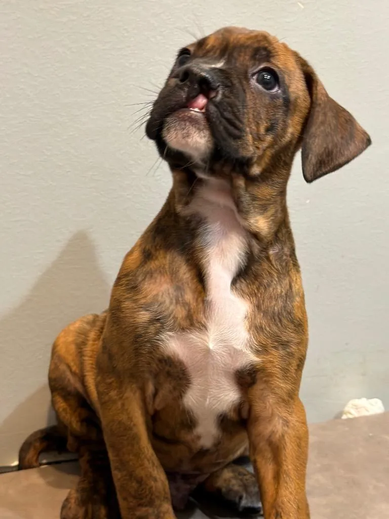 A baby medium-sized male Boxer dog named Elvis for adoption in Sharpsburg, GA