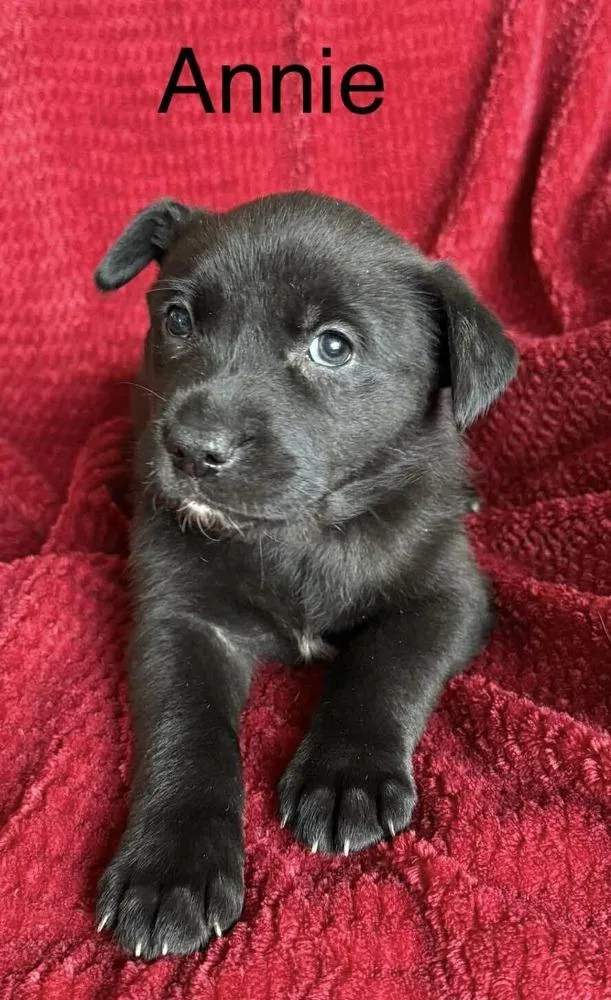 A baby large-sized female Tricolor (Brown, Black, & White) Labrador Retriever dog named Cowboy Crew : Annie for adoption in Aurora, IN