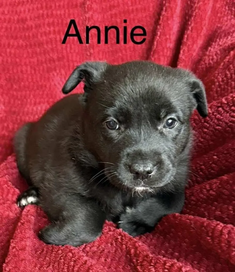 Cowboy Crew : Annie thumbnail 6