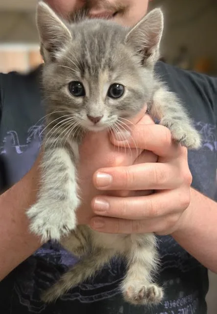 A baby small-sized female Domestic Short Hair cat named Star for adoption in Sacramento, CA