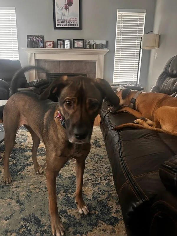 A young large-sized female Anatolian Shepherd dog named Eggnog for adoption in Fenton, MI
