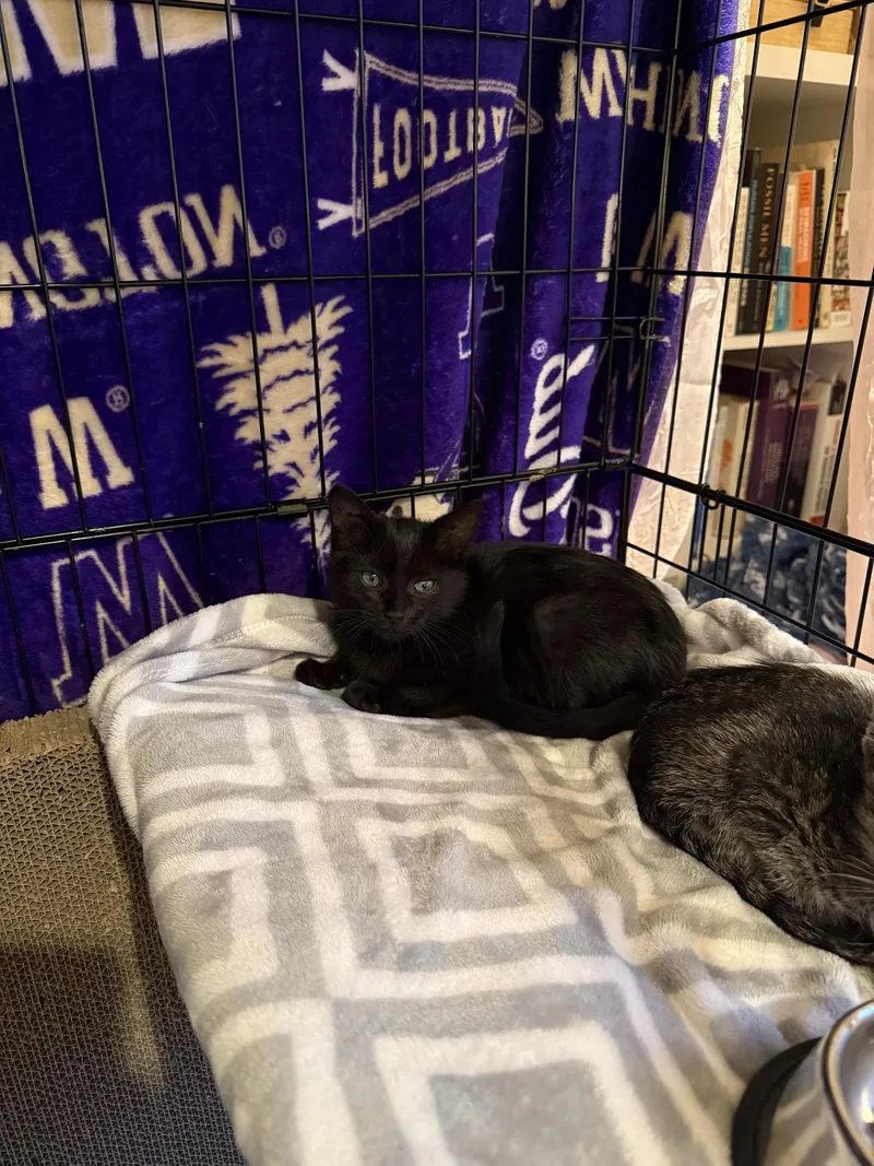 A baby large-sized male Black Domestic Short Hair cat named Saffron for adoption in Seattle, WA