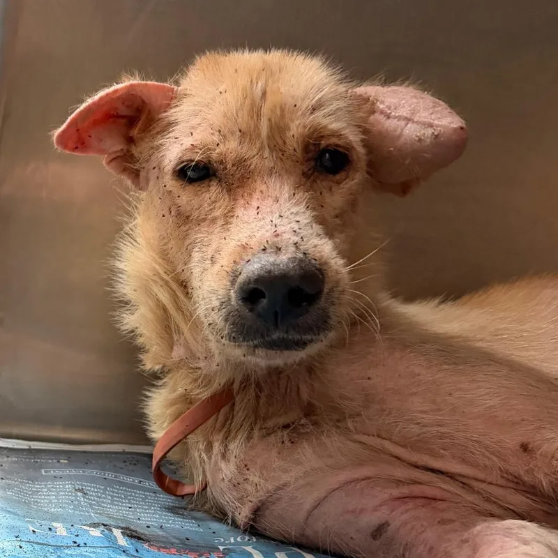 An adult medium-sized male Yellow / Tan / Blond / Fawn Shepherd dog named Troy for adoption in Edinburg, TX
