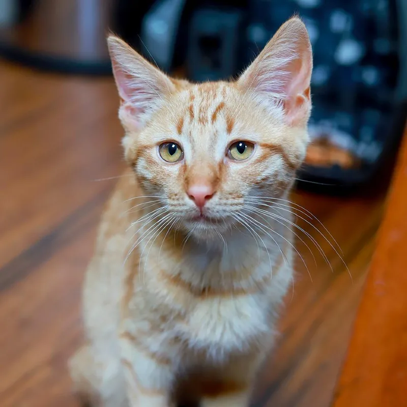 Little Alex Horne thumbnail 2