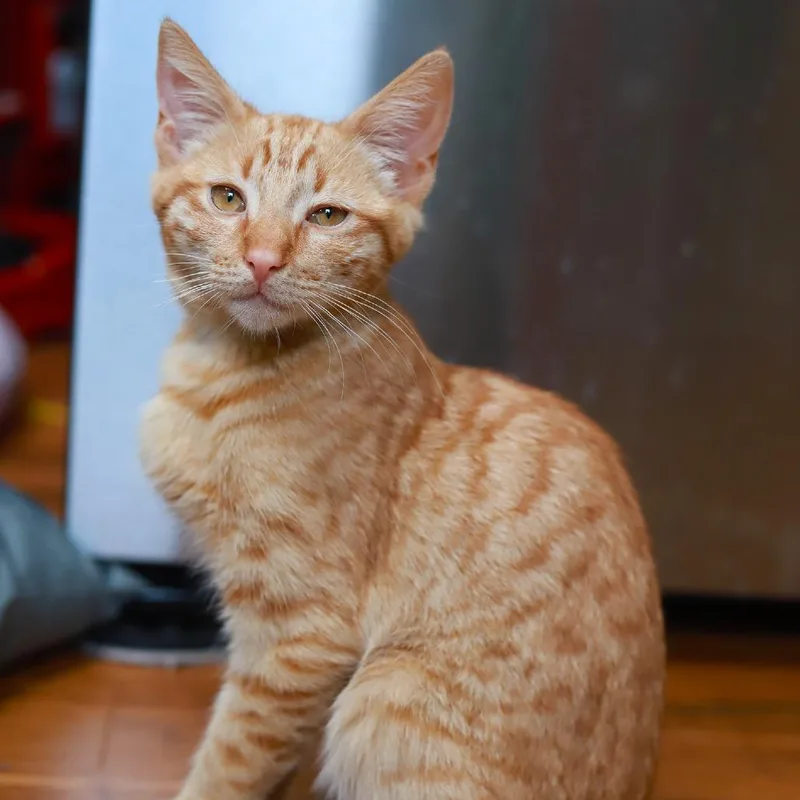 Little Alex Horne thumbnail 3