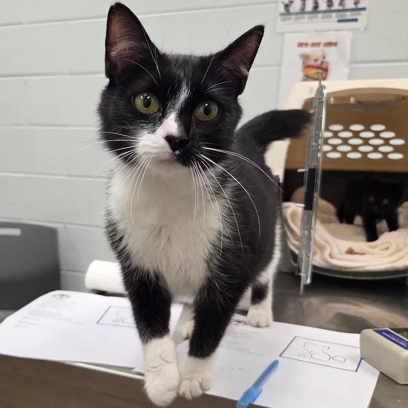 A young medium-sized female Black Domestic Short Hair cat named Lucy for adoption in Chattanooga, TN