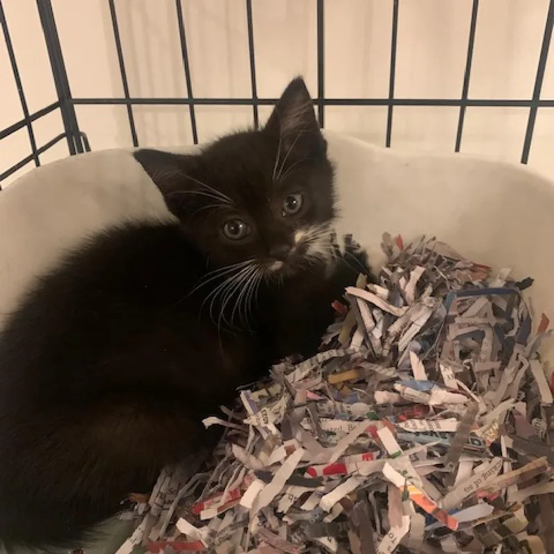 An adult extra large-sized female Black Domestic Short Hair cat named Peppermint for adoption in Titusville, FL