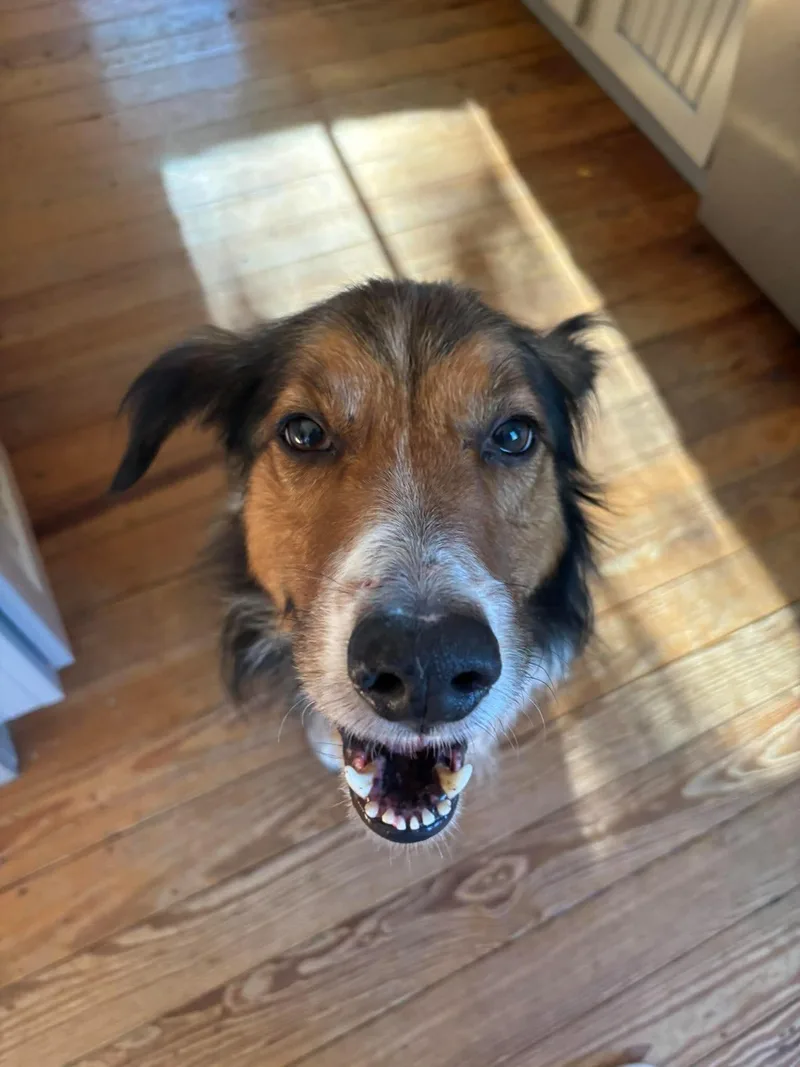 An adult medium-sized male Shetland Sheepdog / Sheltie dog named Rafiki for adoption in Mechanicsburg, PA