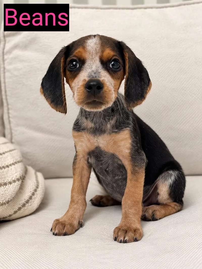 A baby small-sized female Beagle dog named Beans for adoption in Grand Rapids, MI