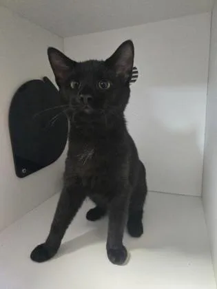 A baby medium-sized male Domestic Short Hair cat named Prince of Tails for adoption in Savannah, GA