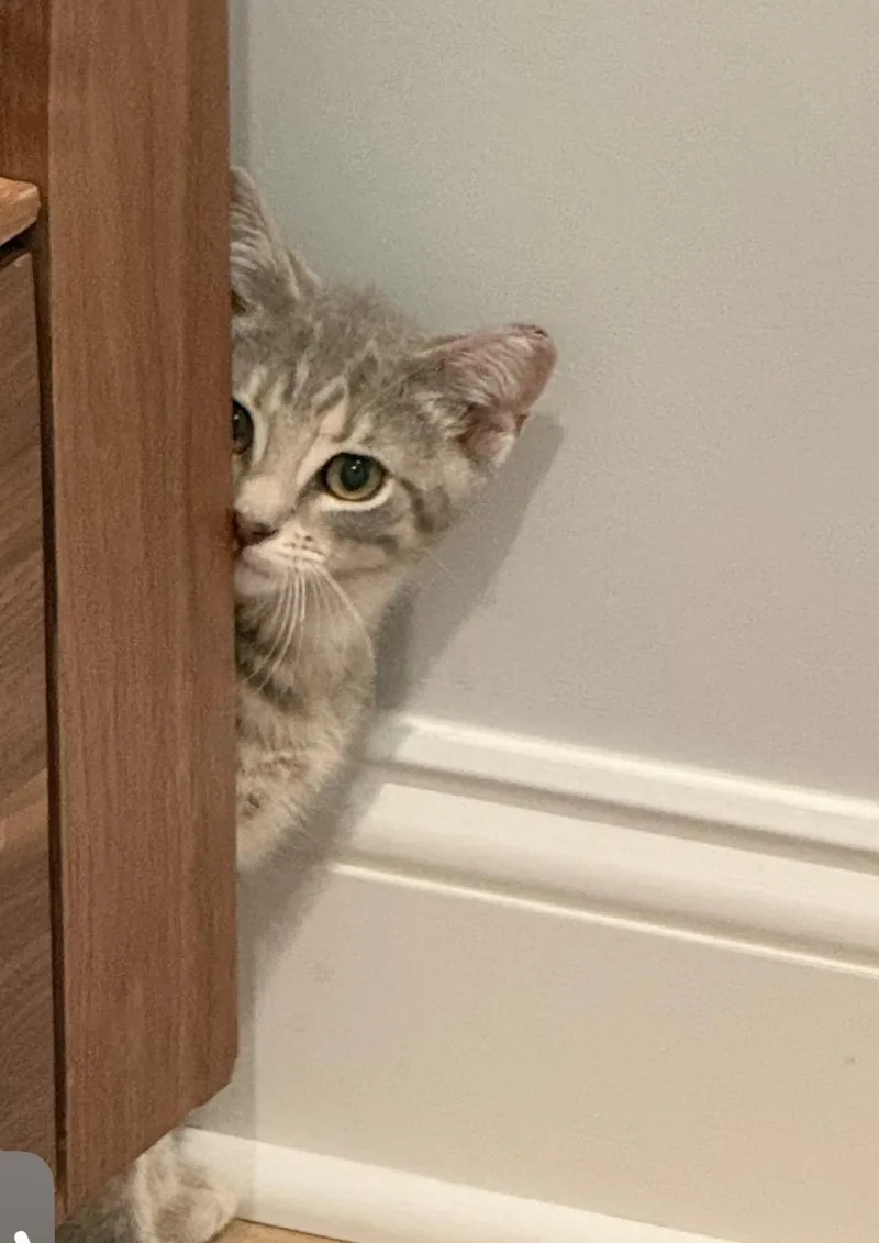 A baby small-sized male Tabby (Gray / Blue / Silver) American Shorthair cat named SkoolAshy for adoption in North Bergen, NJ