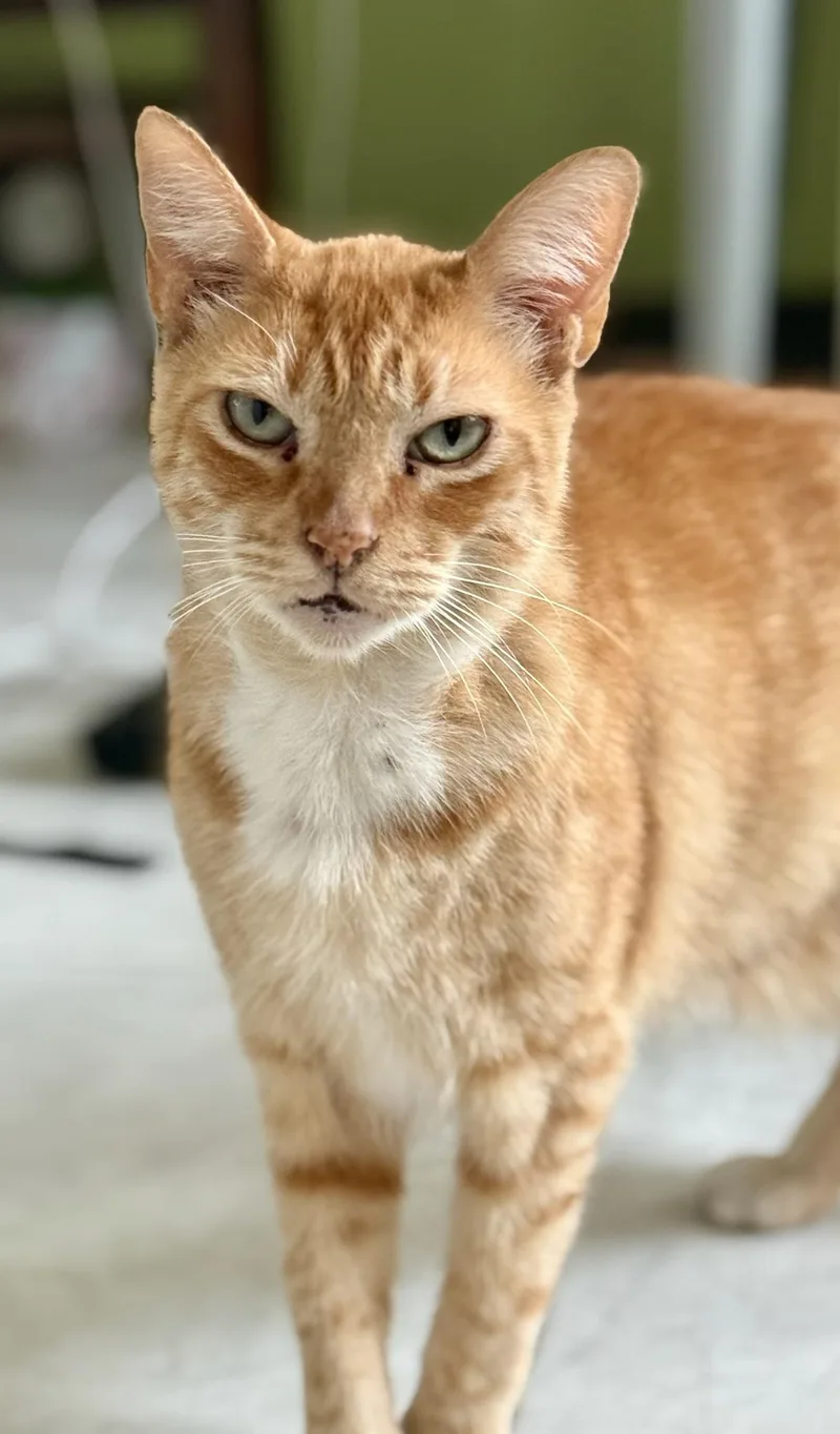 An adult medium-sized male Orange / Red American Shorthair cat named Richard Parker for adoption in Los Angeles, CA