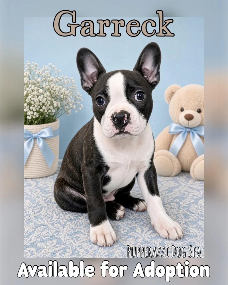 A baby small-sized male French Bulldog dog named Garreck for adoption in Overland Park, KS