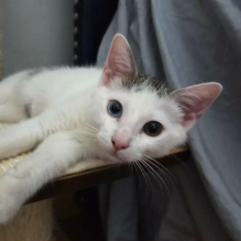 A baby medium-sized male White Domestic Short Hair cat named Bowie for adoption in Brooklyn, NY