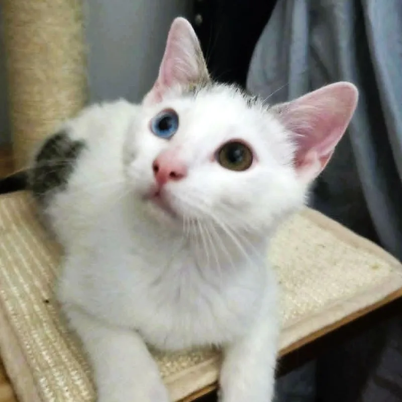 Bowie thumbnail 2