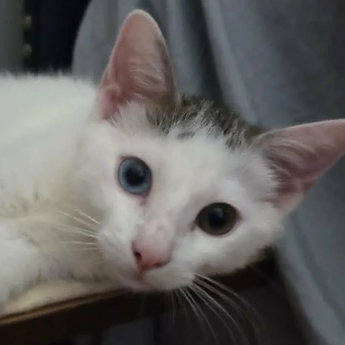 Bowie thumbnail 3
