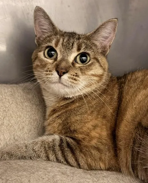 A young small-sized female Manx cat named Sunshine for adoption in Ladysmith, WI