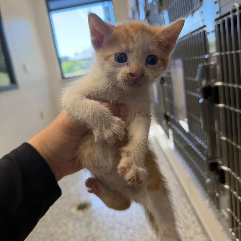 A baby small-sized male Orange / Red Domestic Short Hair cat named Anchovy for adoption in Morganton, NC