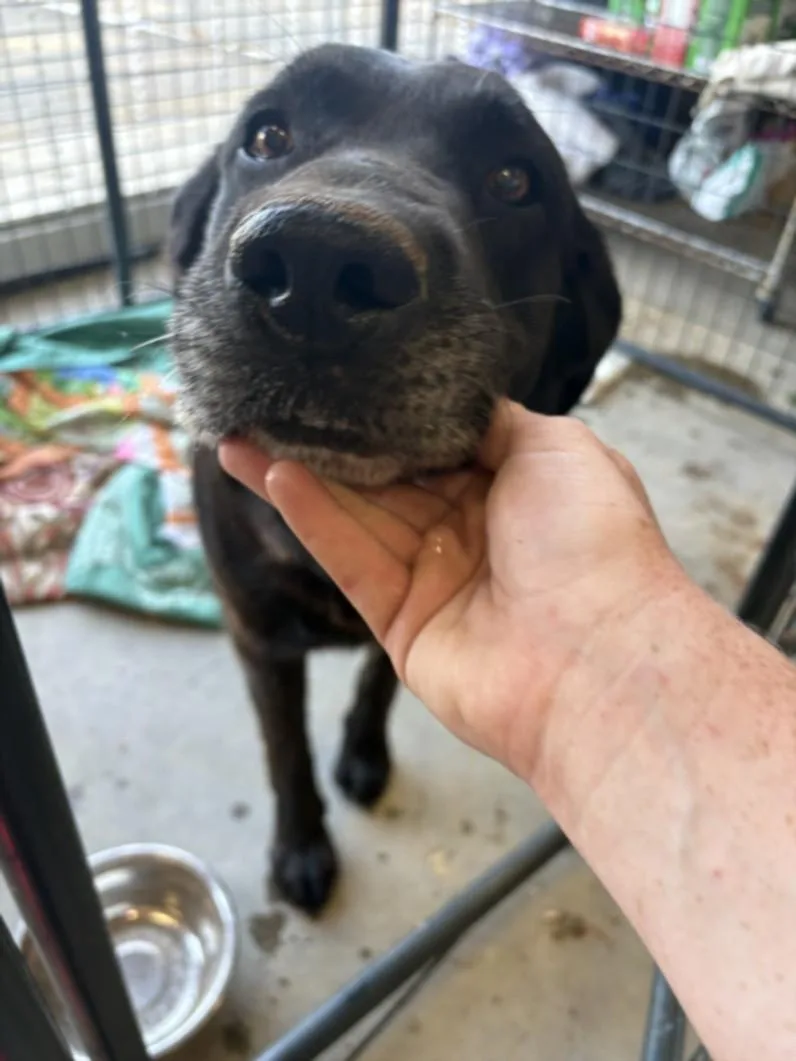 An adult large-sized male Labrador Retriever dog named A for adoption in Olivehurst, CA