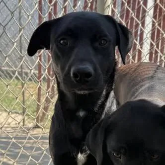 A young small-sized male Black Labrador Retriever dog named Sheriff for adoption in Los Banos, CA