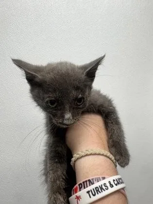 A baby small-sized female Domestic Short Hair cat named Mochi for adoption in West Chester, PA