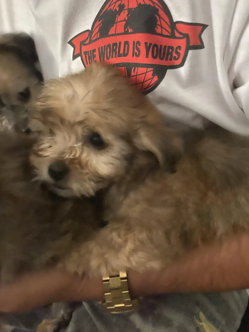 Morkie Pup