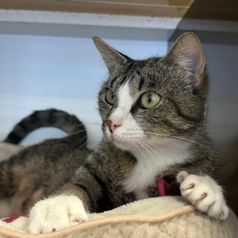 An adult medium-sized female Buff / Tan / Fawn Domestic Short Hair cat named Girlie pop for adoption in Park City, UT