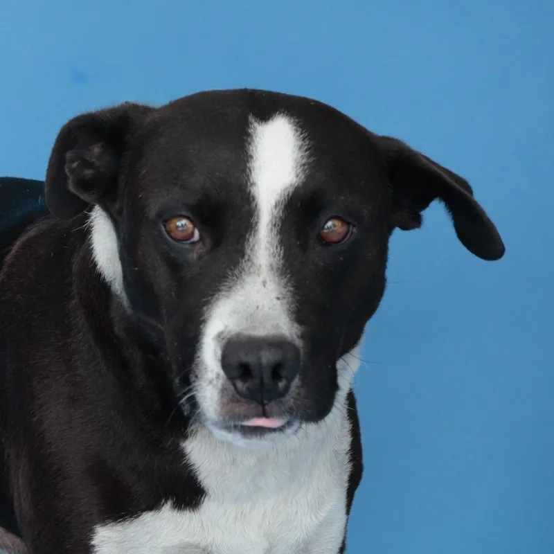 An adult medium-sized male Terrier dog named Igor for adoption in Pasadena, CA