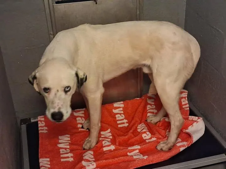 An adult medium-sized male White / Cream Dalmatian dog named Speckles for adoption in Stuart, VA